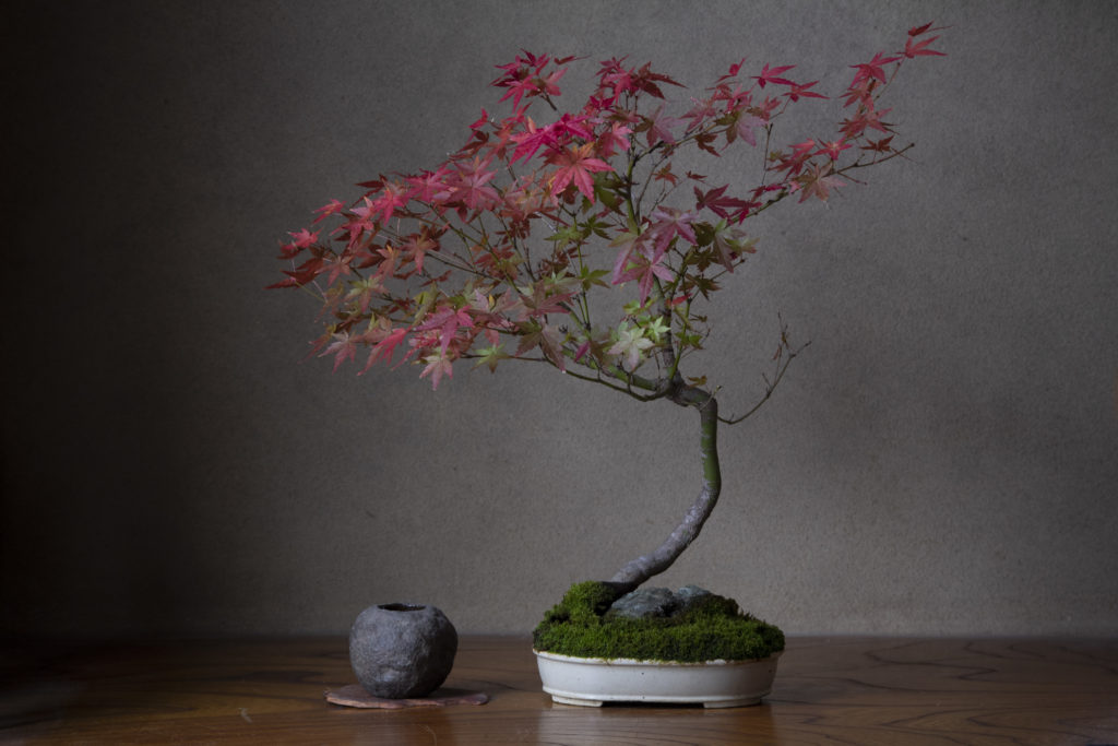 折り鶴盆栽(もみし紅葉、３) - フラワー/ガーデン